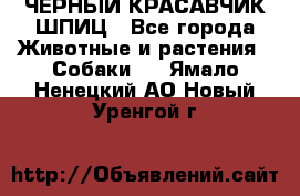 ЧЕРНЫЙ КРАСАВЧИК ШПИЦ - Все города Животные и растения » Собаки   . Ямало-Ненецкий АО,Новый Уренгой г.